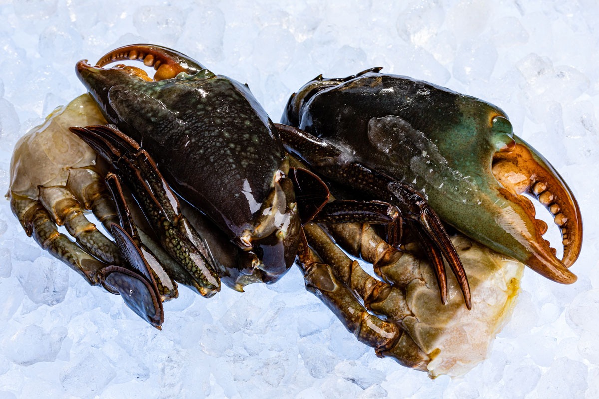 soft-shell