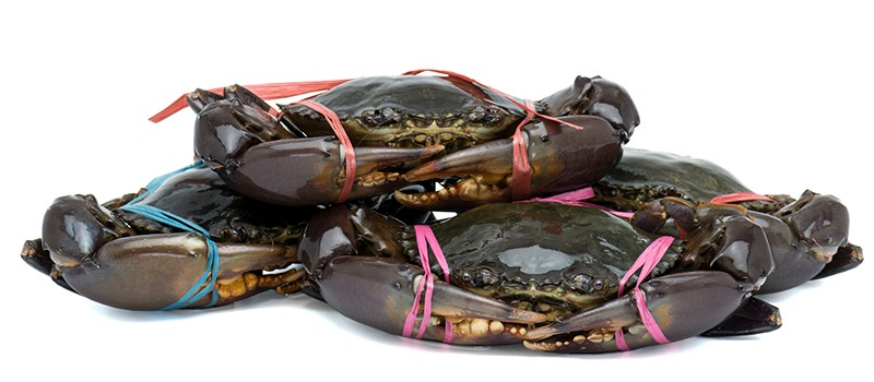 soft-shell