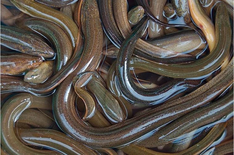 soft-shell